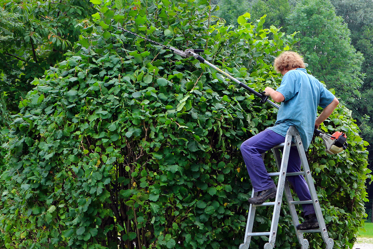 Une personne taille un buisson.