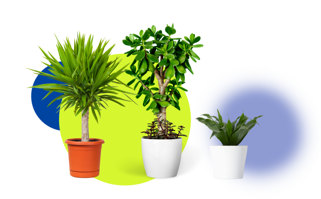 Trois plantes en pot.